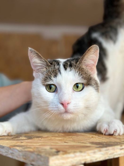 Лагідний котик Елвин 2 года, кошеня