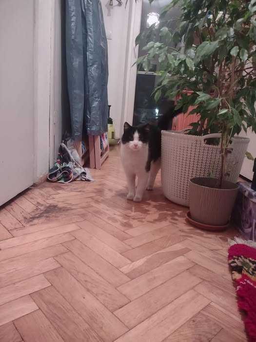 czarno biała dwuletnia koteczka