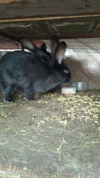 Продам НСВ кроликів