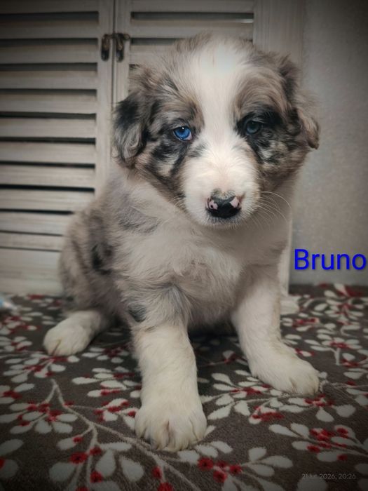 Border collie piesek Blue merle przebadani rodzice do odbioru