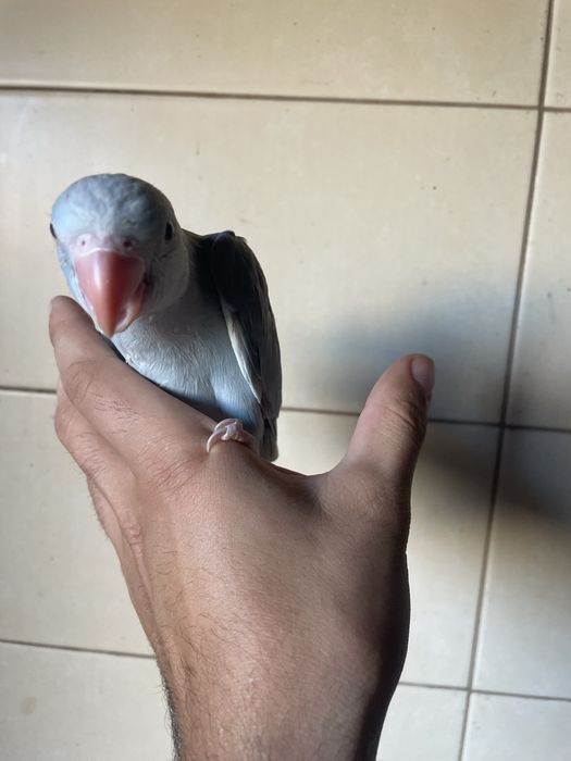 Ring Neck Muito MEIGO AZUL canela