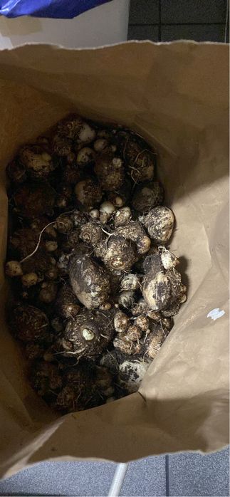 Kalia żółta cebulki