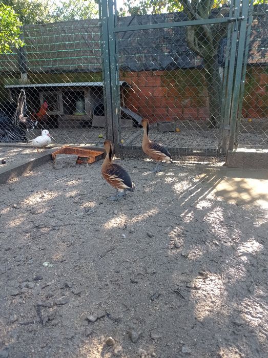 Patos e perus para venda