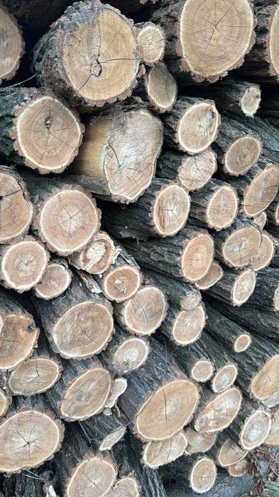 Drewno kominkowe opalowe Promocja Brzoza 220