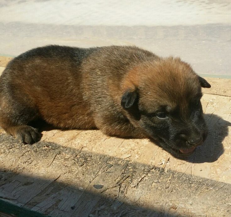 Чудесный щенок бельгийской овчарки