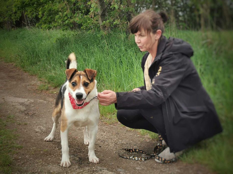 Rio - trikolorowy przystojniak poleca się do adopcji.