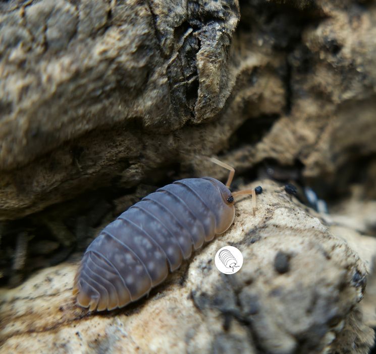 Isopody, prosionki, Sinodillo Sp. Vietnam