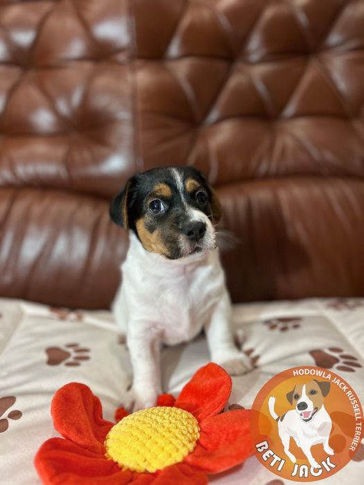 Piękny piesek Jack Russell Terrier z hodowli „BETI JACK” - DIOS