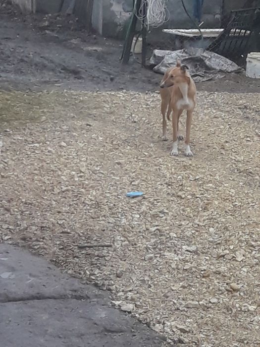 Sprzedam krowę mleczną