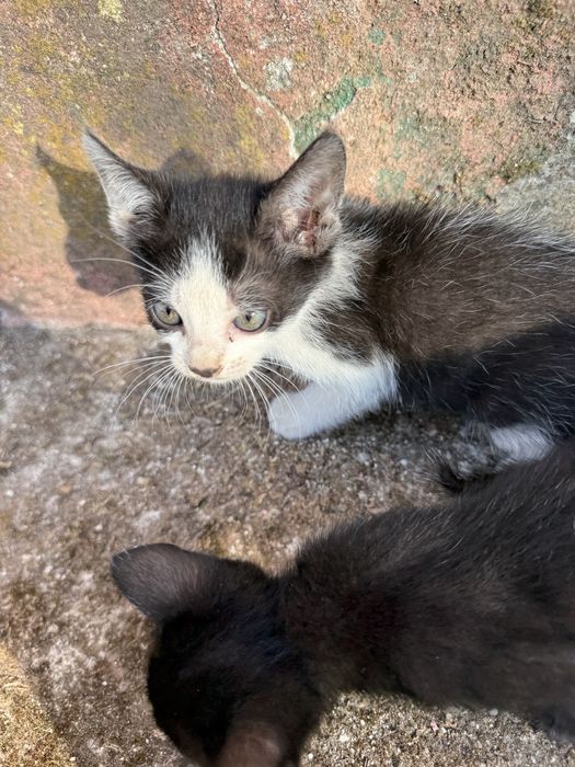 Gatinhos para adoção