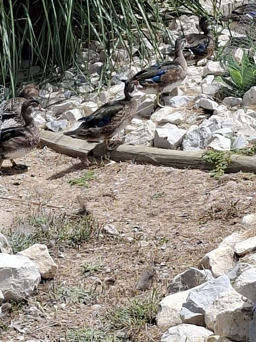 Patos carolinos Pavões e faisões