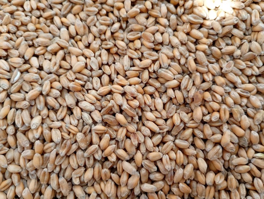 Pszenica, pszenżyto, ,owies