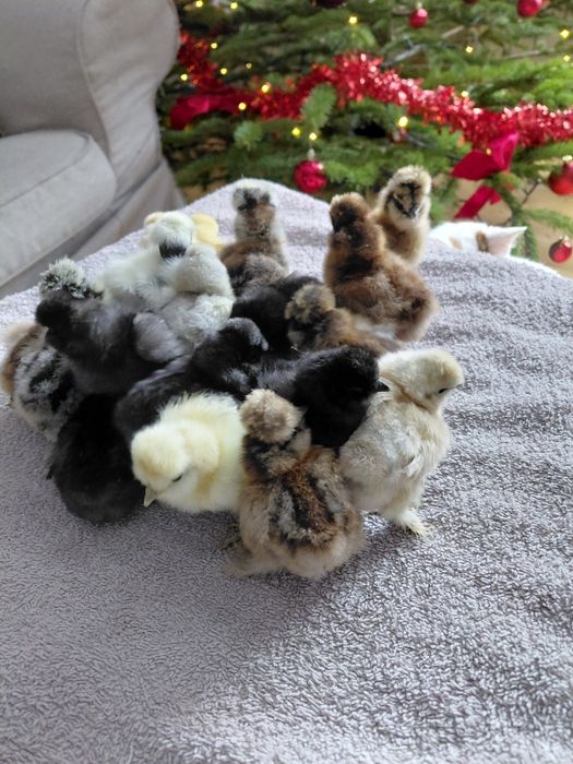 Kury silki jedwabiste