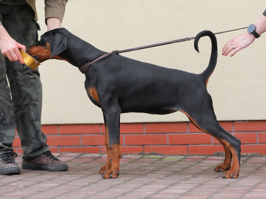 Doberman suczka, wysokiej klasy - Black Fusion FCI