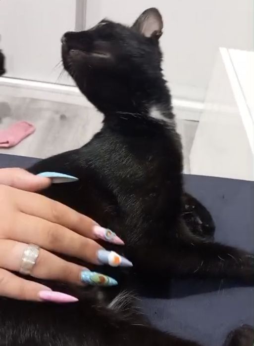 Gata meiga 8 meses ADOÇÃO (abandonada)