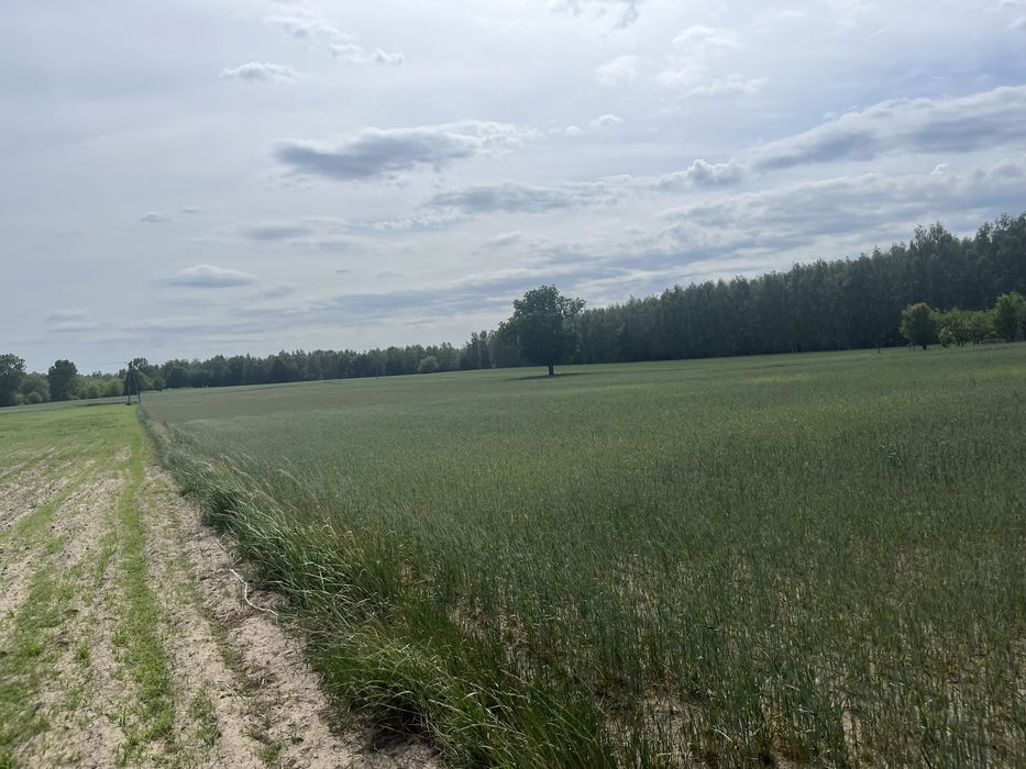 Działki budowlane 1800 m² | Mieczysławka | gm. Lubartów - View 5