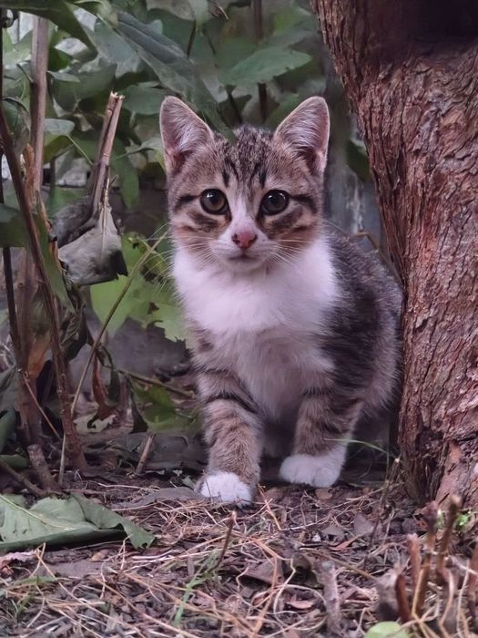 Кошенята. Хлопчик та дві дівчинки..