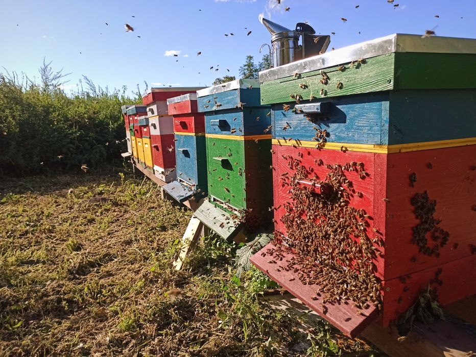 Miód, pyłek, pierzga, propolis Pasieka Kubuś