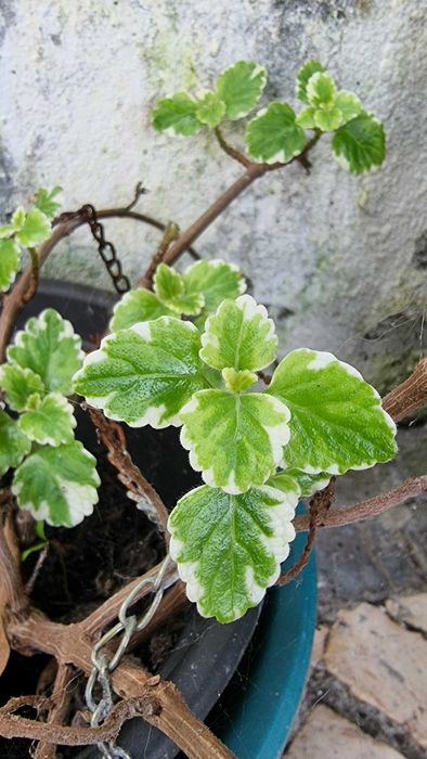 Estaca da Planta Mirra