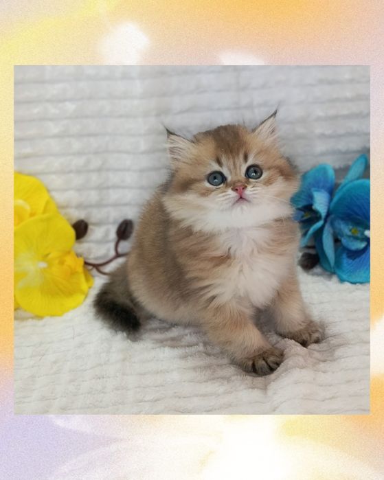 Шикарний пухнастий красунчик Золота Шиншила британчик