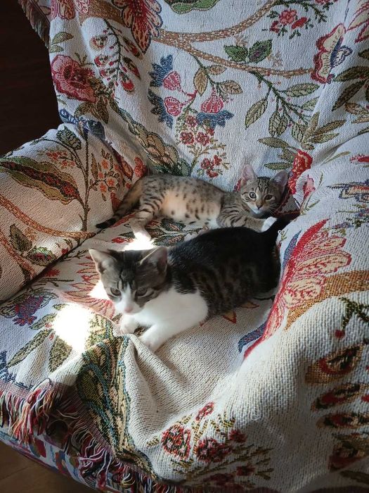 kotka do darmowej adopcji