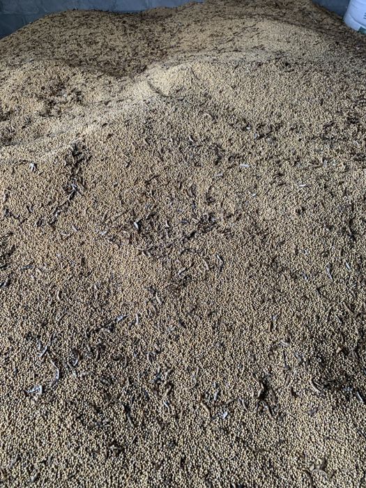 Соя з під комбайну,