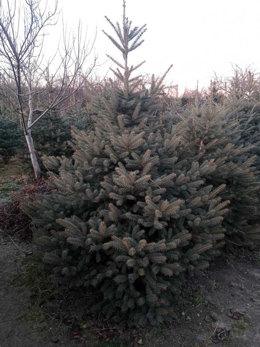 Choinki Cięte Przy Kliencie