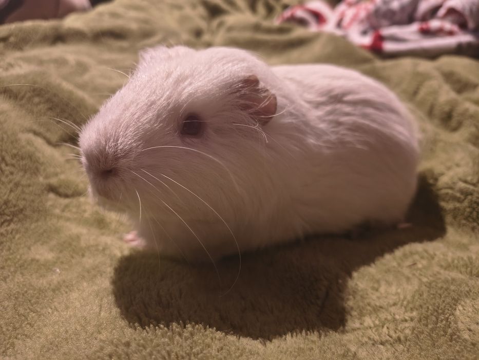 Samiec Świnki morskiej