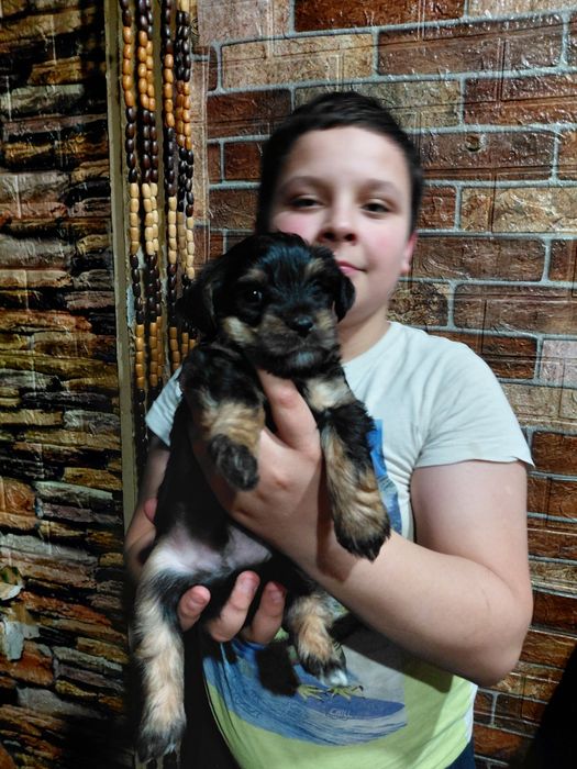 Щенок ерка ( стандарт)