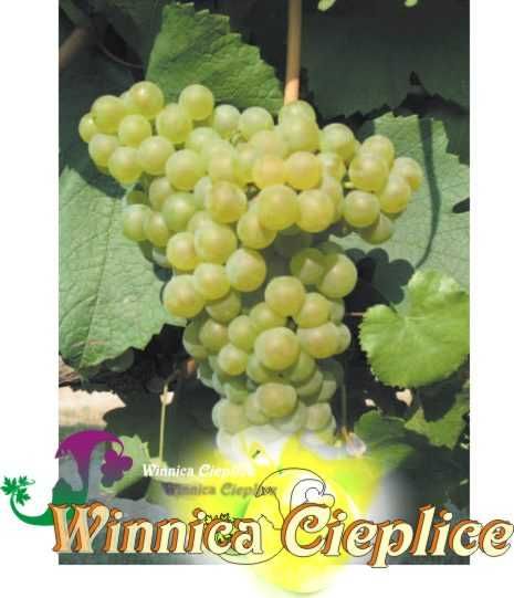 Winorośl sadzonka odmiany przerobowe