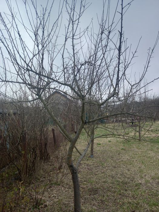 Обрізка плодових дерев а також оброботок від шкидників