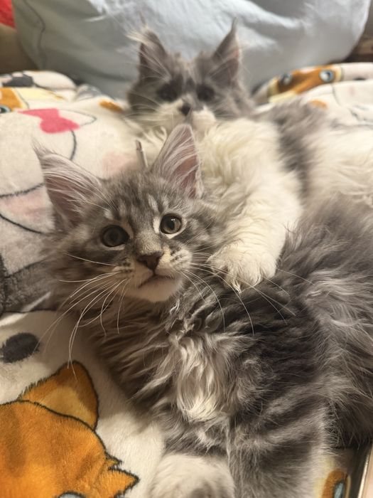 Мейн кун Львів хлопці