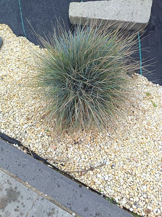 Kostrzewa sina Elijah Blue (Festuca glauca) – niebieska trawa
