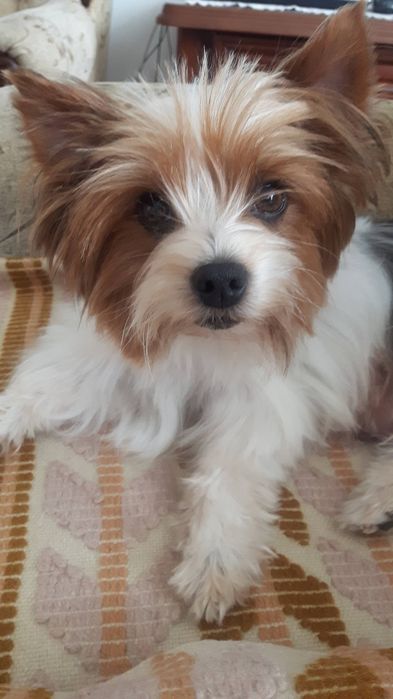 Yorkshire Terrier Biewer