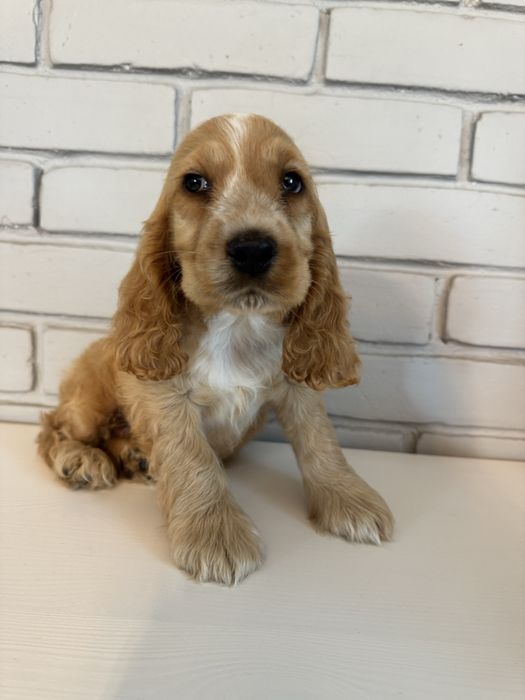Cocker spaniel angielski piesek