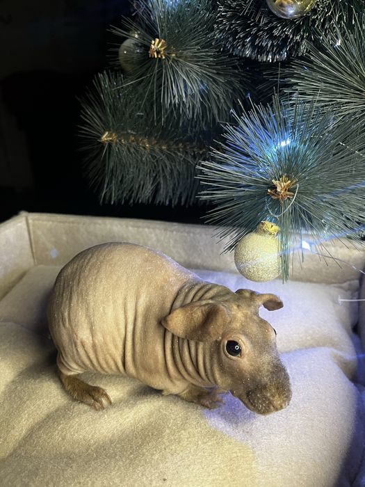 Морская свинка (скинни)