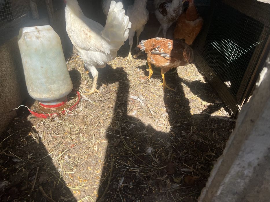 Casal de galinhas nascido em casa