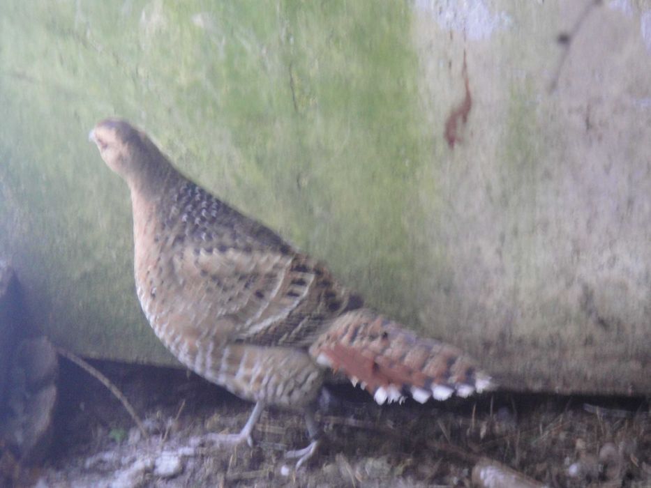 Bażanty humeo para trzyletnia