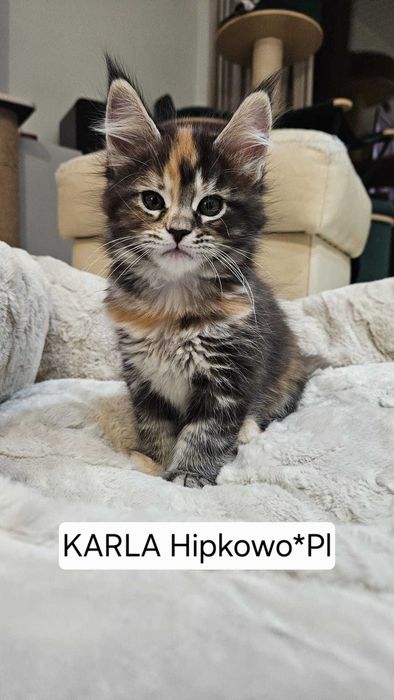 Kotka Maine Coon