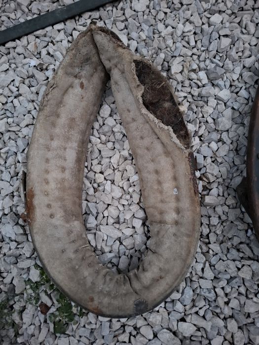 Homonta chomonta homonto