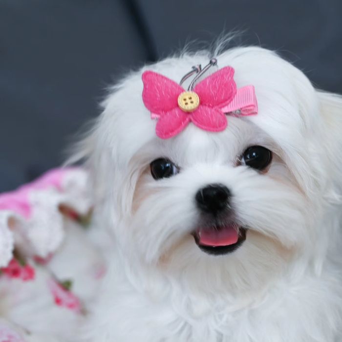 Міні дівчинка мальтезе