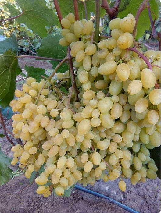 Виноград саженцы