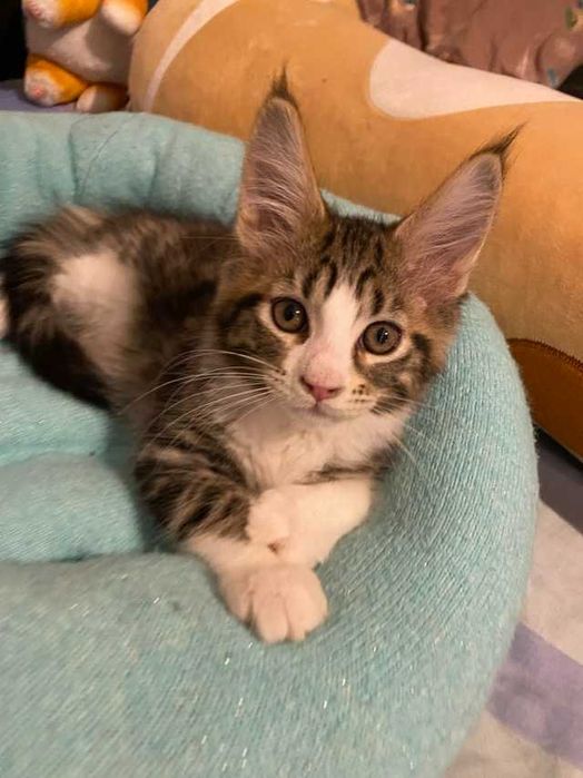 Кошенята Мейн -кун