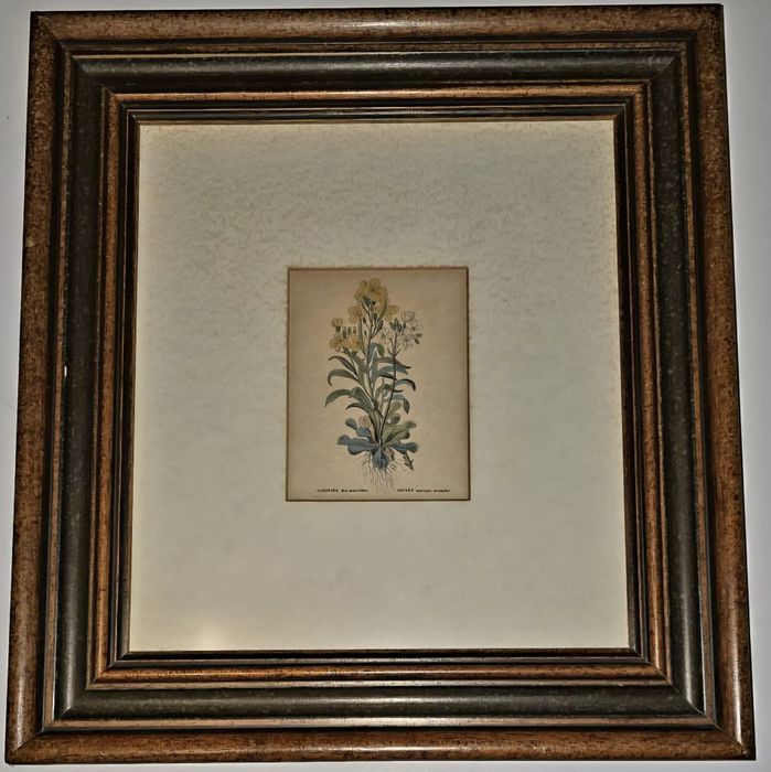 Quadro Botânico Composto