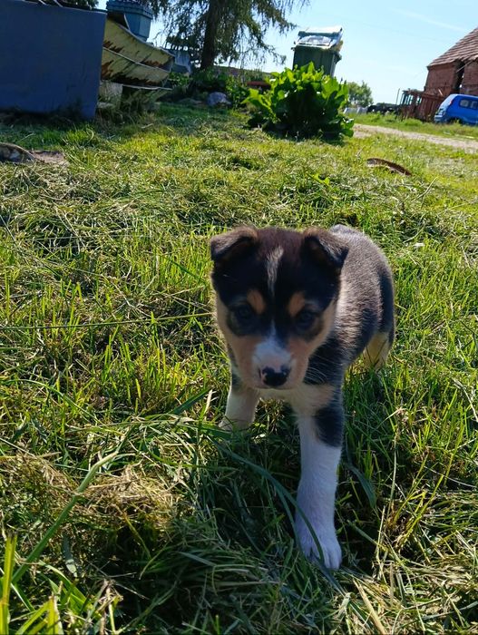 Suczka Border collie