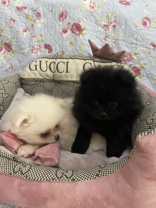 Померанський  шпіц  хлопчик крем