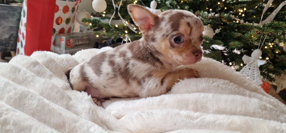 Chihuahua   malutki chlopczyk  *czekoladowy* merle