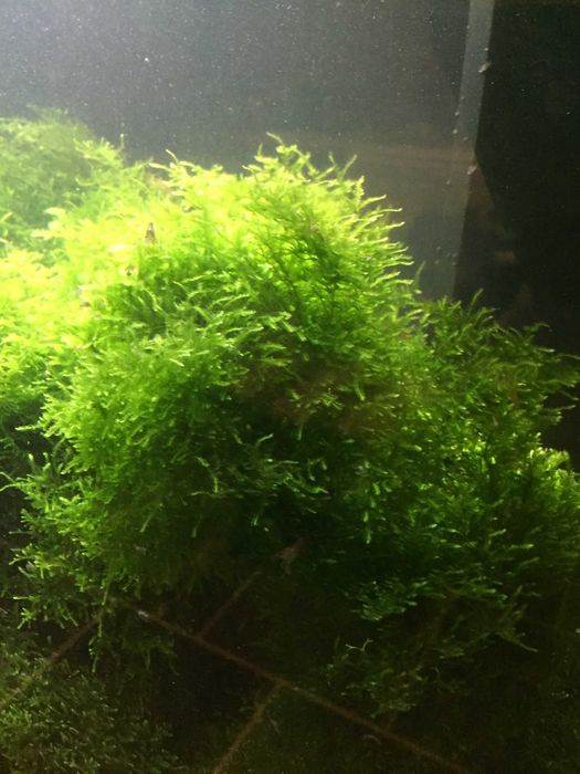 Krewetki Mech Java moss Riccia .