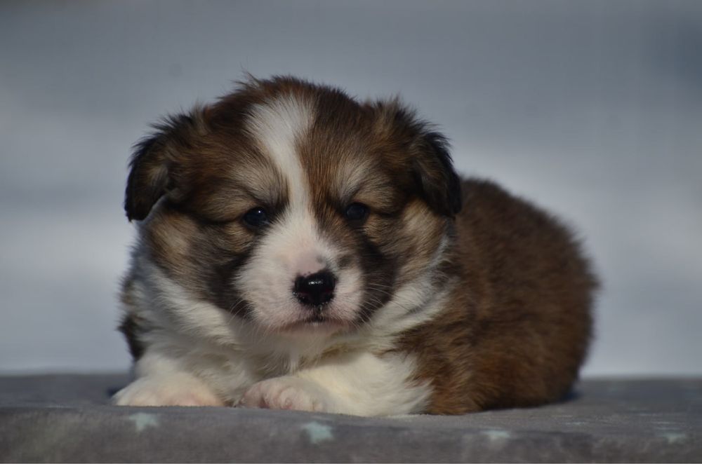 Вельш корги пемброк, мальчик