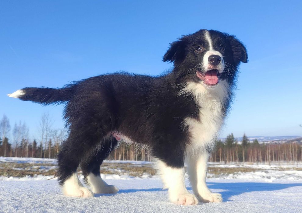 PIES BORDER COLLIE - pełna dok. przebadani rodz.